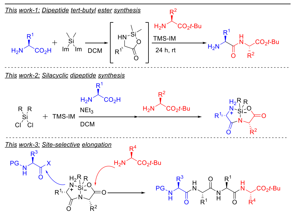 未探索的领域—硅环二肽的合成：二肽的 N 和 C 端的肽延伸,图片,新型肽键,氨基酸,材料,化学,生物,原子,制药,第3张