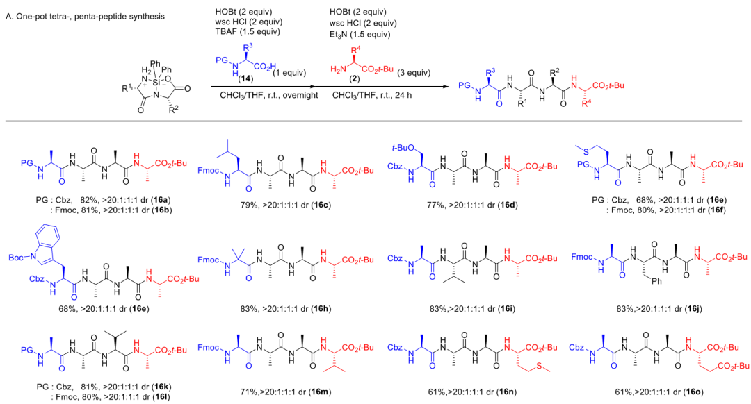 未探索的领域—硅环二肽的合成：二肽的 N 和 C 端的肽延伸,图片,新型肽键,氨基酸,材料,化学,生物,原子,制药,第8张