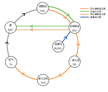  3·15“土坑腌制”老坛酸菜“火”了！一文带你科学逃“坑”！,图片,食品,食品安全,食品添加剂,心血管疾病,亚硝酸盐,致癌,土坑酸菜,第11张