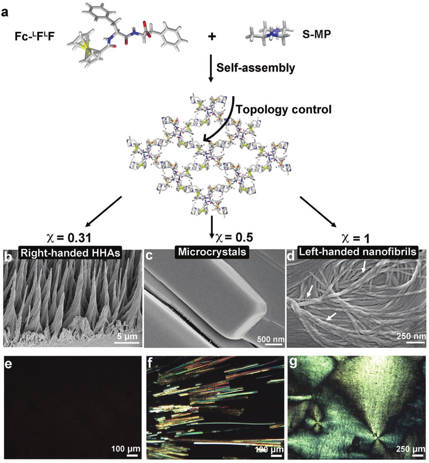 手性放大！手性反转！——自组装二肽膜中的拓扑诱导,图片,手性,纳米,生物医药,催化剂,拓扑,第2张