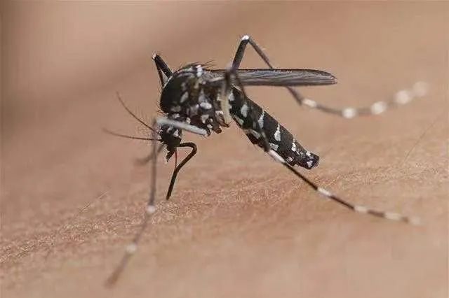 可恶，为什么蚊子总咬你,图片,甲酸,组氨酸,缓激肽酶,辛烯醇,水,环境,化学,生物,电解质,第4张