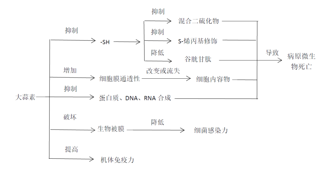 大蒜的秘密,图片,大蒜素,食品防腐,养殖业,抗癌,抑菌,心血管疾病,医药卫生,制药,第4张