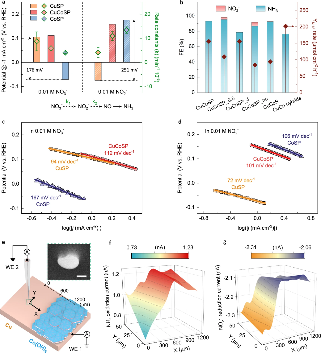 Wolfgang Schuhmann最新Nat. commun.：铜/钴基催化剂活性相实现电催化硝酸盐产氨！,图片,催化剂,电解质,尿素,第3张