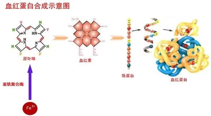 补铁剂的人体之旅,图片,元素,铁,红细胞,缺铁性贫血,补铁剂,第5张