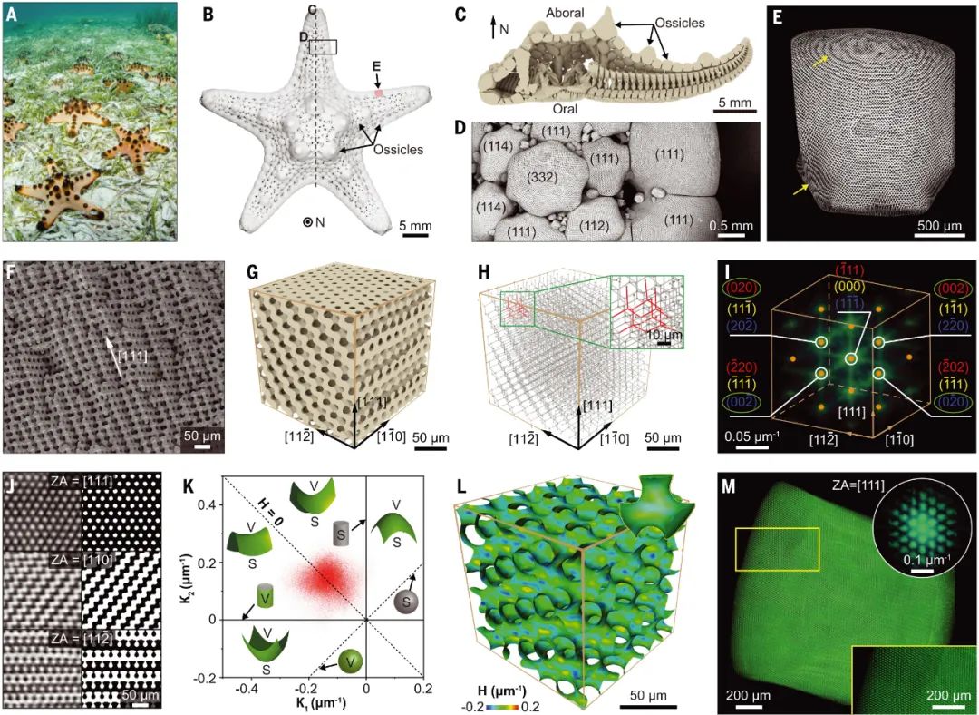 Science: 首次发现！华人学者在海星中发现一种新型耐损伤结构！,图片,材料,陶瓷,多节海星,生物矿化骨骼,纳米,第3张
