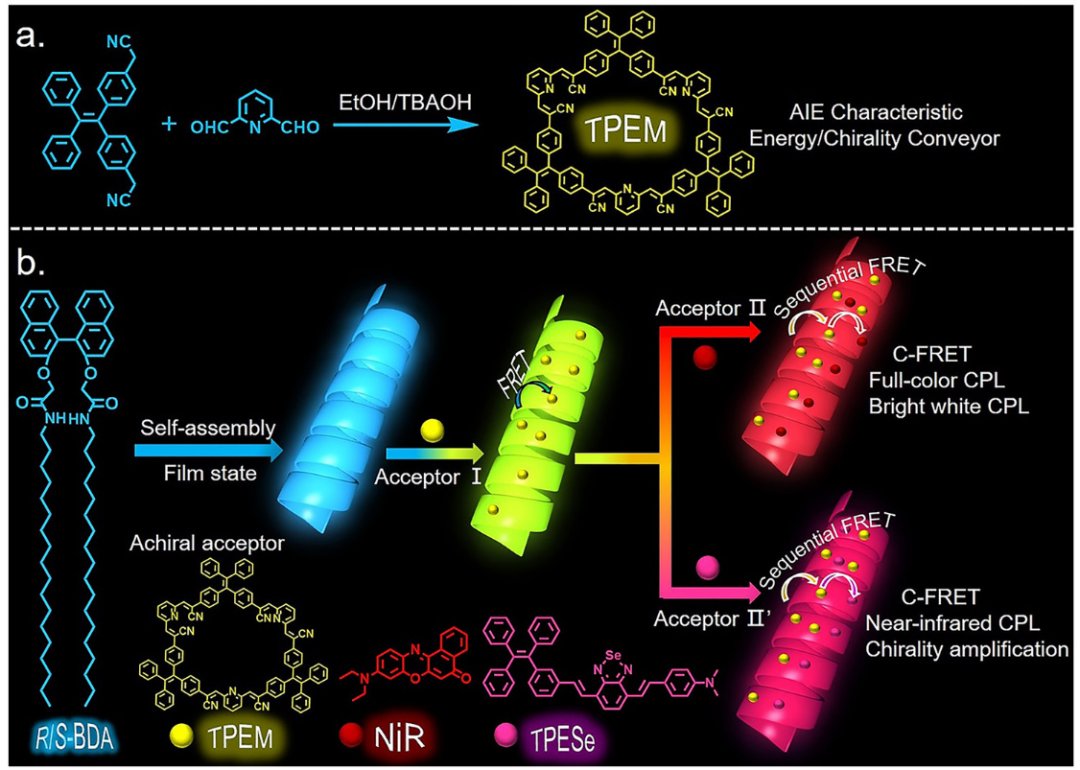 最新JACS: 荧光TPE大环供给光捕获系统用于自定义颜色的圆偏振发光,图片,手性,对映体,人工光捕获系统,第2张