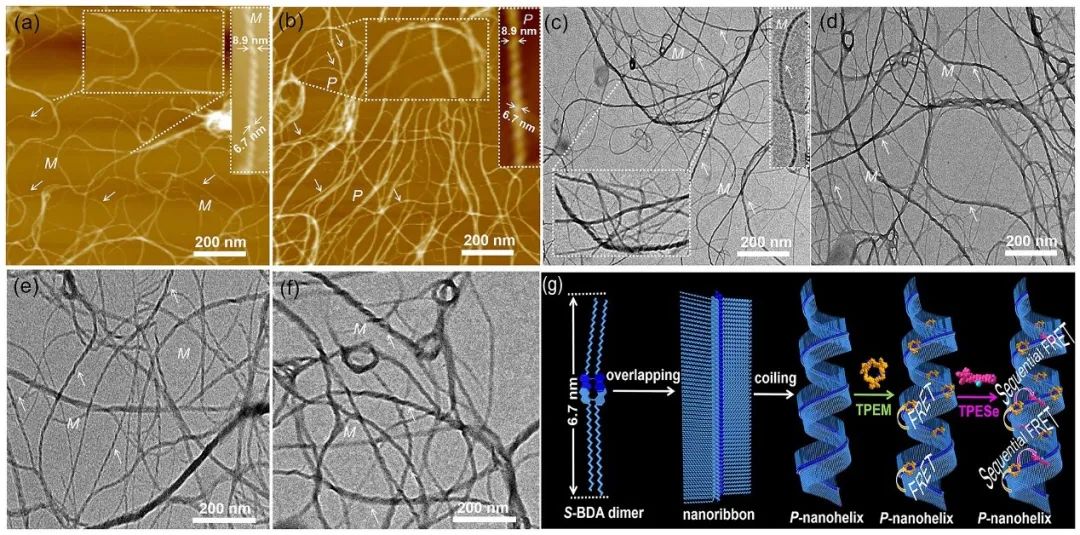 最新JACS: 荧光TPE大环供给光捕获系统用于自定义颜色的圆偏振发光,图片,手性,对映体,人工光捕获系统,第6张