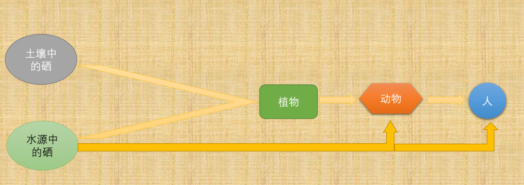 生命之“息”——微量元素硒的生物效应,图片,硒,元素,抗氧化,提高免疫力,富硒食品,第4张