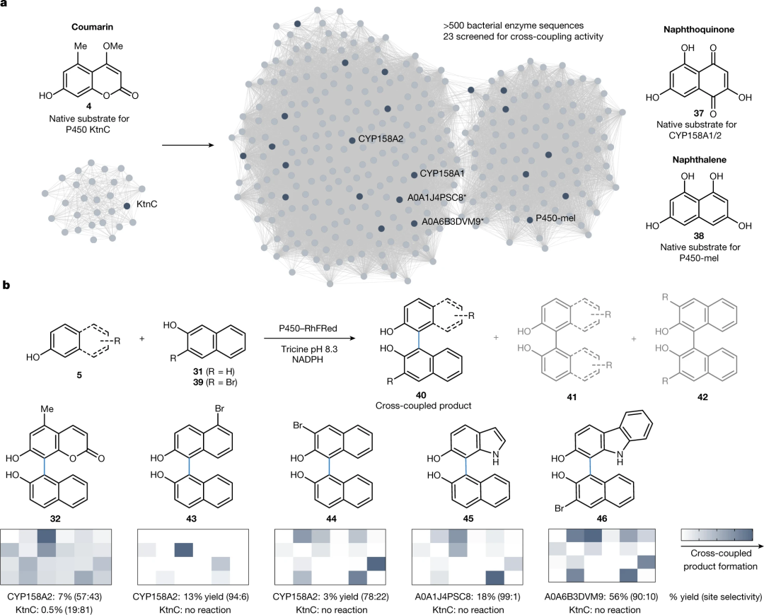  Nature: 继Science后，细胞色素P450酶催化研究再登Nature封面！,图片,材料,催化剂,水,金属,化学,手性,生物,第6张