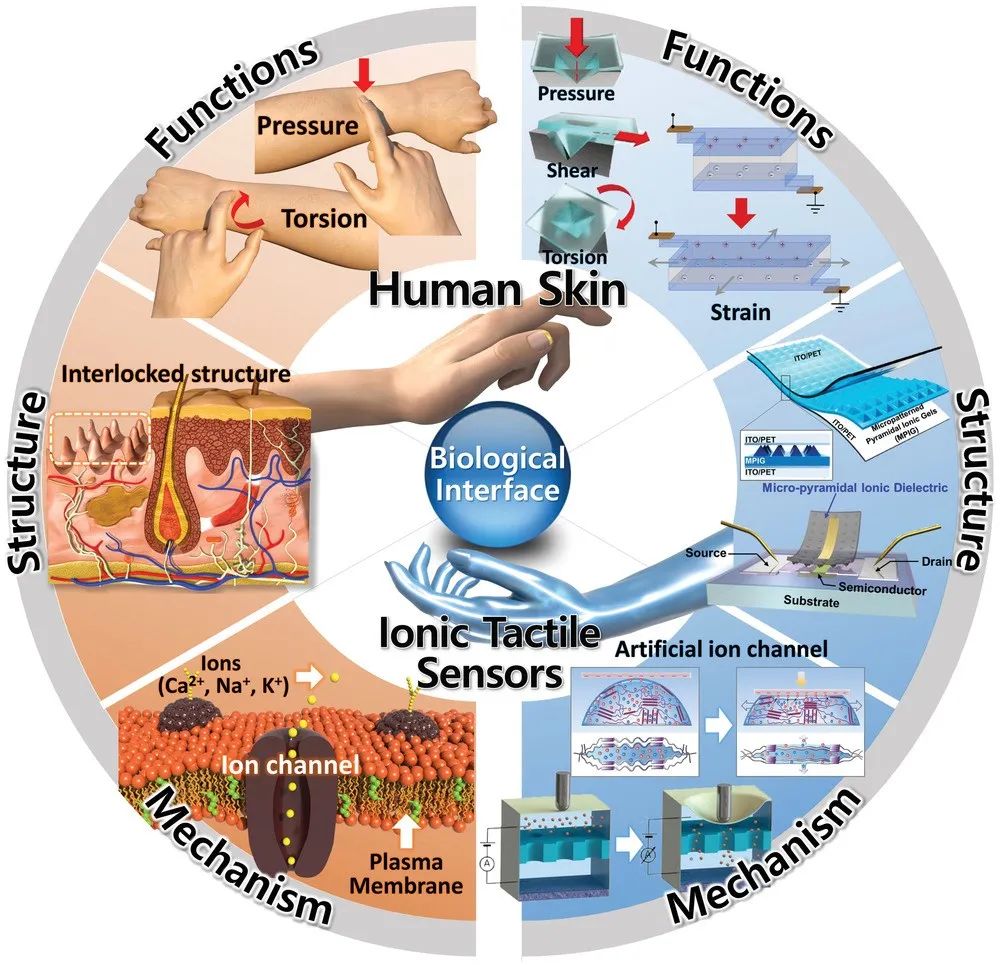 未来机器人如何感觉现实中的疼痛？——模拟人类皮肤的离子触觉传感器,图片,传感器,水凝胶,物联网,材料,纳米,水,环境,电化学,第1张