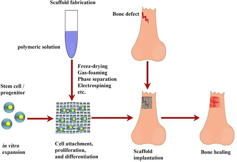 过了这么多年，3D生物打印到底应用到哪去了？,图片,3D打印,生物医疗,生物墨水,生命科学,材料,组织工程,第2张