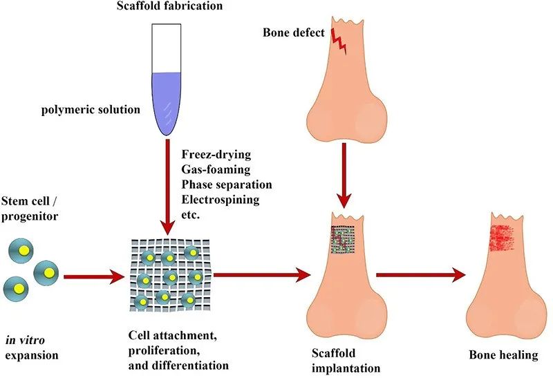 过了这么多年，3D生物打印到底应用到哪去了？,图片,3D打印,生物医疗,生物墨水,生命科学,材料,组织工程,第2张