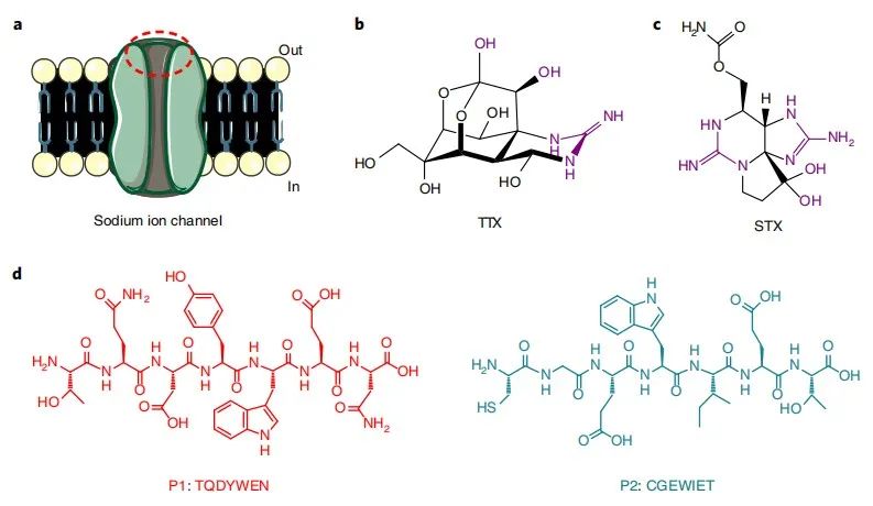 Nat. Biomed. Eng.：自组装的超分子系统缓释递送河豚毒素实现长效局部麻醉,图片,长效局部麻醉,河豚毒素,疼痛管理,神经阻滞,阿片类药物,第1张