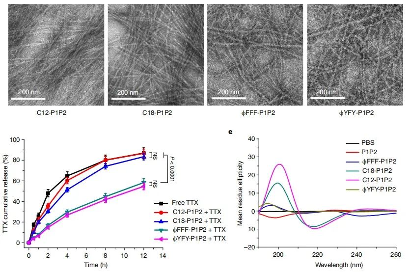 Nat. Biomed. Eng.：自组装的超分子系统缓释递送河豚毒素实现长效局部麻醉,图片,长效局部麻醉,河豚毒素,疼痛管理,神经阻滞,阿片类药物,第3张