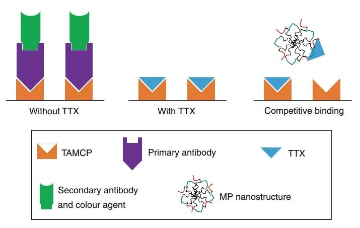 Nat. Biomed. Eng.：自组装的超分子系统缓释递送河豚毒素实现长效局部麻醉,图片,长效局部麻醉,河豚毒素,疼痛管理,神经阻滞,阿片类药物,第4张