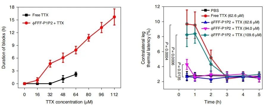 Nat. Biomed. Eng.：自组装的超分子系统缓释递送河豚毒素实现长效局部麻醉,图片,长效局部麻醉,河豚毒素,疼痛管理,神经阻滞,阿片类药物,第5张