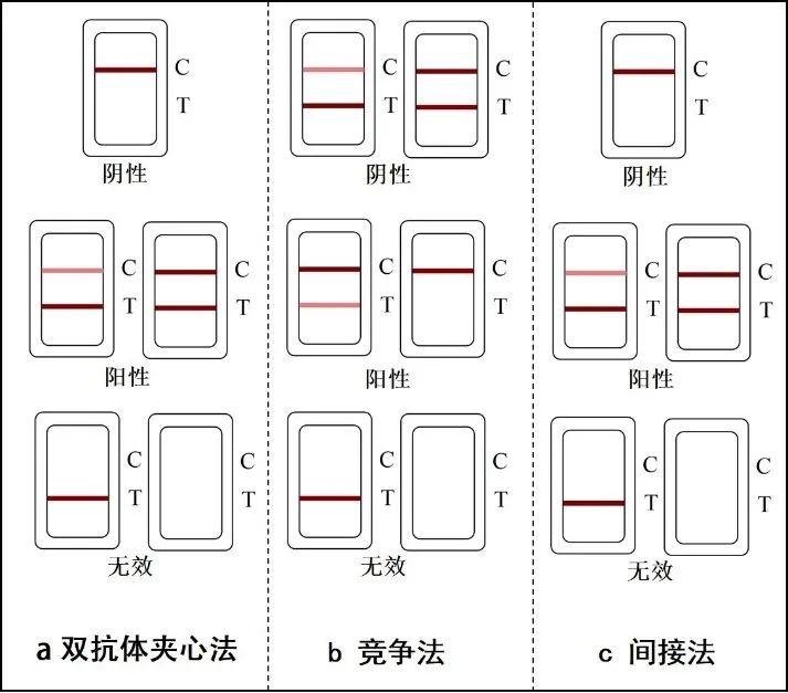 手机拍照免疫层析图像识别技术获新突破,图片,免疫层析,手机拍照,检测,试纸条,农药残留,第2张