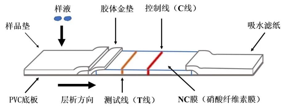 手机拍照免疫层析图像识别技术获新突破,图片,免疫层析,手机拍照,检测,试纸条,农药残留,第1张