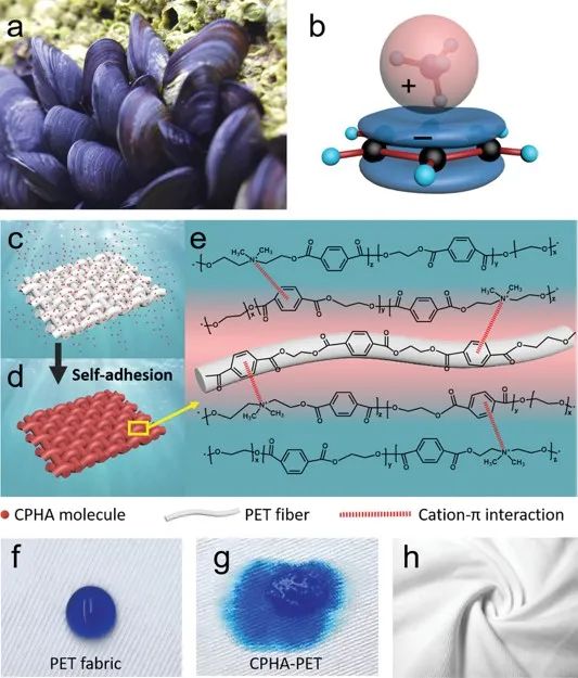 AM：受贻贝启迪的一种自粘剂赋予PET织物湿度管理和抗菌性能,图片,亲水剂（CPHA）,湿度管理,微生物群,浸渍固化方法,PET织物,第1张