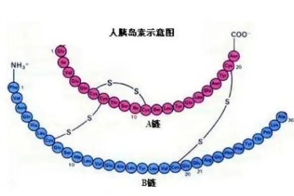 注意：与三种常见疾病相关的信号通路（有趣的小知识哦）,图片,胰岛素,信号通路,糖尿病,肿瘤,阿尔兹海默症,第1张