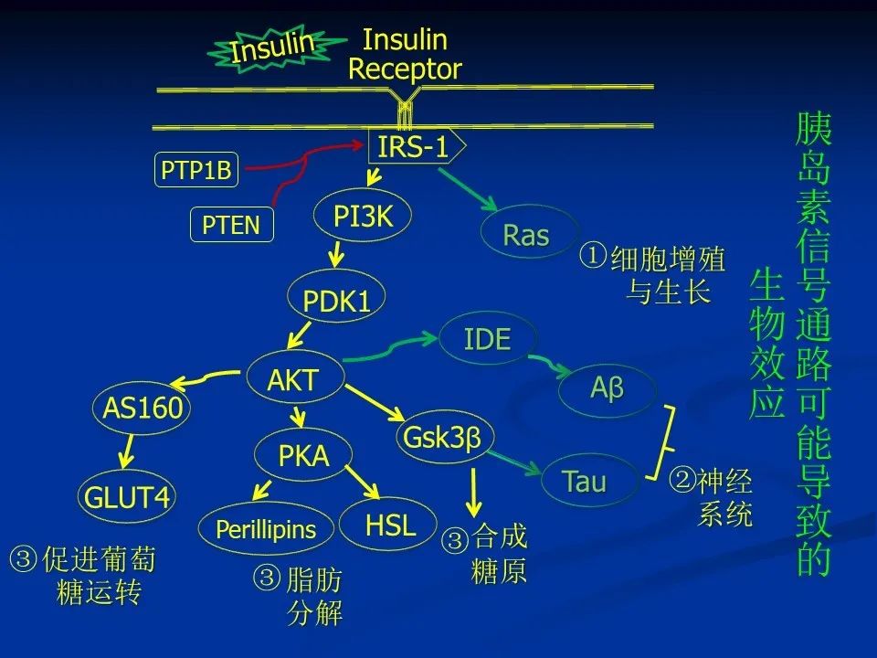 注意：与三种常见疾病相关的信号通路（有趣的小知识哦）,图片,胰岛素,信号通路,糖尿病,肿瘤,阿尔兹海默症,第2张