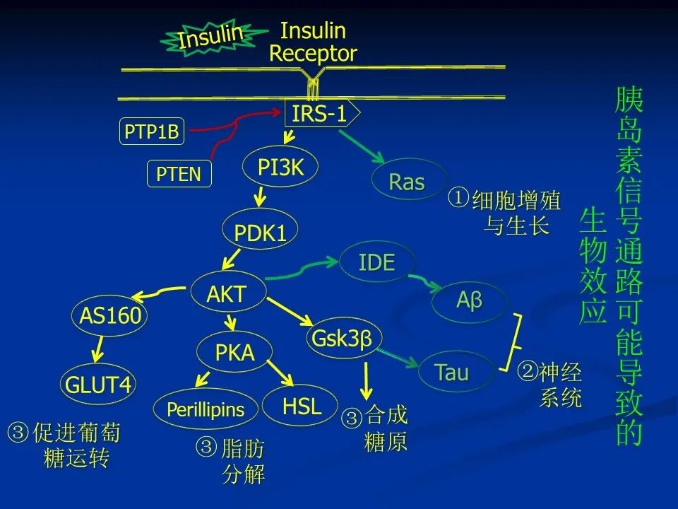 注意：与三种常见疾病相关的信号通路（有趣的小知识哦）,图片,胰岛素,信号通路,糖尿病,肿瘤,阿尔兹海默症,第2张