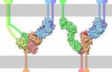 长春应化所刘俊团队Macromolecules：N—B←N桥连噻吩噻唑：一类用于构筑窄带隙n-型共轭高分子的新电子受体单元