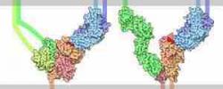 长春应化所刘俊团队Macromolecules：N—B←N桥连噻吩噻唑：一类用于构筑窄带隙n-型共轭高分子的新电子受体单元