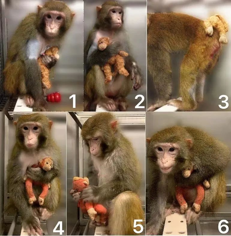 知名院士因实验太残忍遭网暴，超200名科学家联名要求其撤稿,图片,材料,环境,水,肿瘤,生物,动物实验,第5张