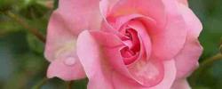 花色花香花满天