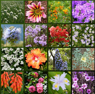 花色花香花满天,图片,材料,环境,元素,水,色素,第1张