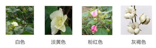 花色花香花满天,图片,材料,环境,元素,水,色素,第3张