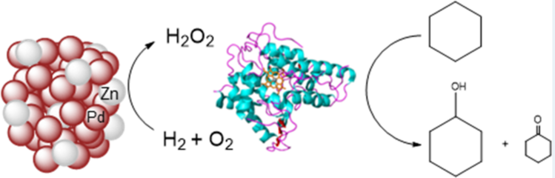 JACS+ACS catalysis！优等生钯催化剂,图片,催化剂,纳米,环境,金属,水,钯催化剂,第7张