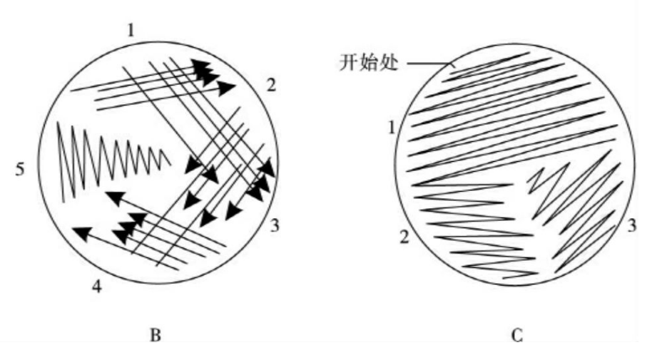 平板划线分离法步骤图片