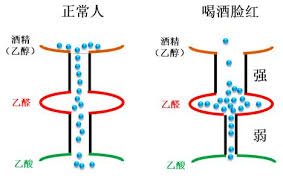  大酒伤身，小酌怡情？正常人最健康的酒精饮用量为0！,图片,水,抗氧化,制药,化学,致癌物,酒精,乙醇,第4张