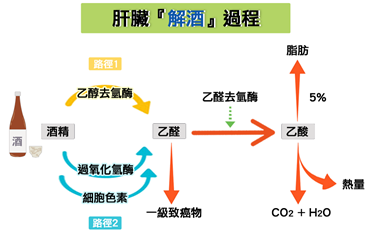  大酒伤身，小酌怡情？正常人最健康的酒精饮用量为0！,图片,水,抗氧化,制药,化学,致癌物,酒精,乙醇,第2张