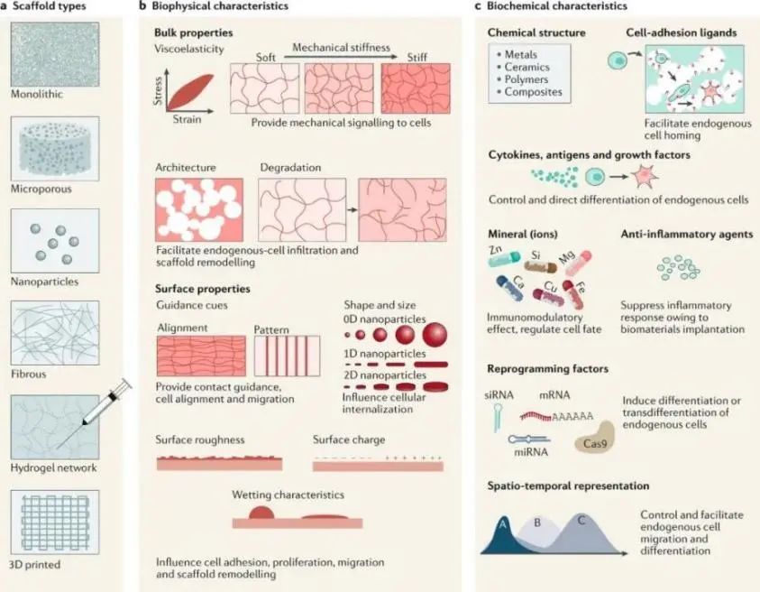 生物3D打印助力健康中国 — Print me an organ究竟还有多远？,图片,活性,手术,稳定性,分子,化学,3D打印,人体器官芯片,第9张