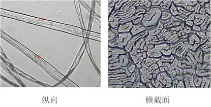 抗菌凉爽的苎麻织物，为何穿起来有刺痒感？,图片,苎麻织物,纤维素,纤维,轮胎,细菌,毛羽,第1张