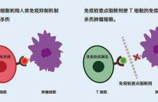  谭蔚泓院士JACS:基于适配体的逻辑门反应用于活细胞非抗体免疫检查点阻断疗法