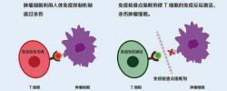  谭蔚泓院士JACS:基于适配体的逻辑门反应用于活细胞非抗体免疫检查点阻断疗法