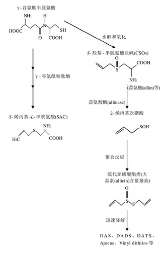 做一个合格的人间计“蒜”器——大蒜素的功效成分和食用说明,图片,丙酮,大蒜素,剂量,中国疾控中心,大蒜,黑蒜,第4张