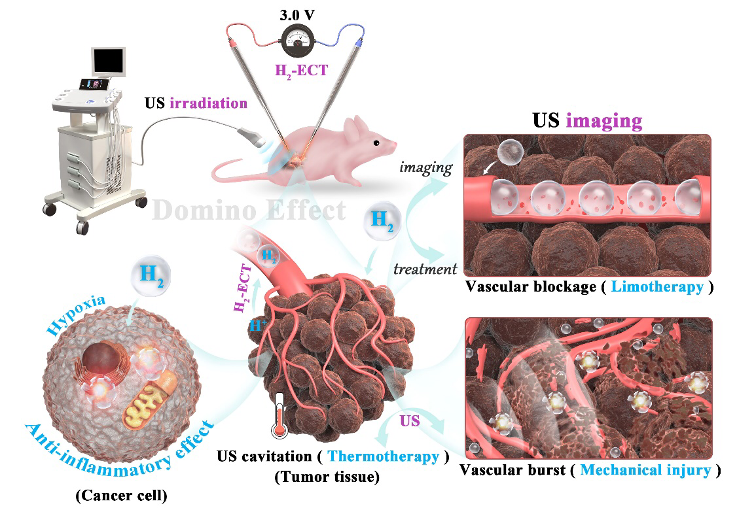 长春应化所金永东研究员《Adv.Mater.》：超声影像引导下的电化学产氢/声动力联合多米诺肿瘤治疗,图片,肿瘤治疗,中国科学院,氢气泡,生物膜,癌症,第1张