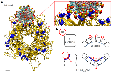 南方医科大学周东方教授课题组：防控新冠肺炎的生物安全材料研究进展,图片,上转换发光,防护装备,纳米线,病毒疫苗,聚合物,新冠肺炎,第2张