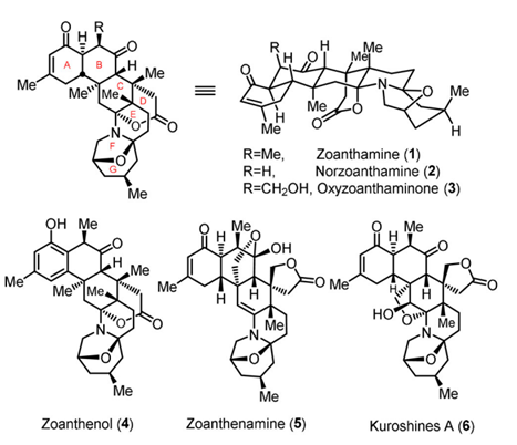 华东师范高栓虎团队首次实现天然产物Norzoanthamine的高效不对称全合成,图片,不对称全合成,金属催化,双缩酮氨,活性,创新药物,第1张