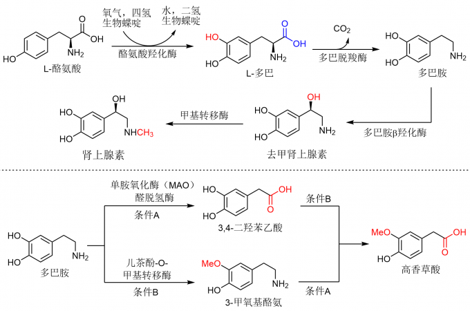 传递快乐的分子——多巴胺（dopamine）,图片,科学研究,症状,快乐激素,神经递质,多巴胺,第4张