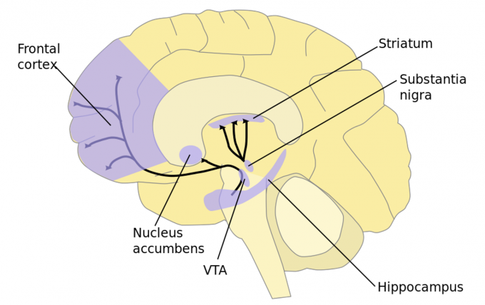 传递快乐的分子——多巴胺（dopamine）,图片,科学研究,症状,快乐激素,神经递质,多巴胺,第3张