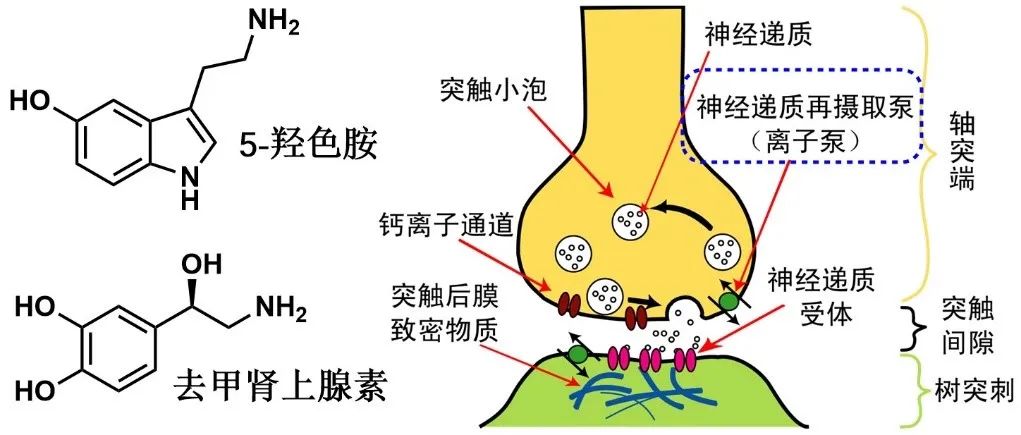 对抗抑郁症的五朵金花,图片,抑郁症,焦虑症,心理健康,神经递质结构式,“五朵金花”,第3张