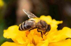 牛至蜂蜜？-色谱法研究蜜蜂的健康益处