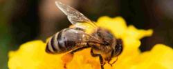 牛至蜂蜜？-色谱法研究蜜蜂的健康益处
