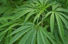 色谱法调查加工过程中大麻的暴露